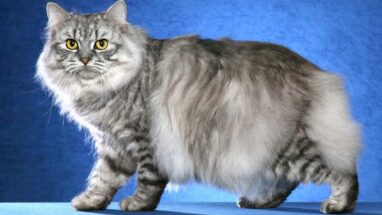 Cymric Kedi Irkı Özellikleri, Bakımı ve Beslenme İhtiyacı