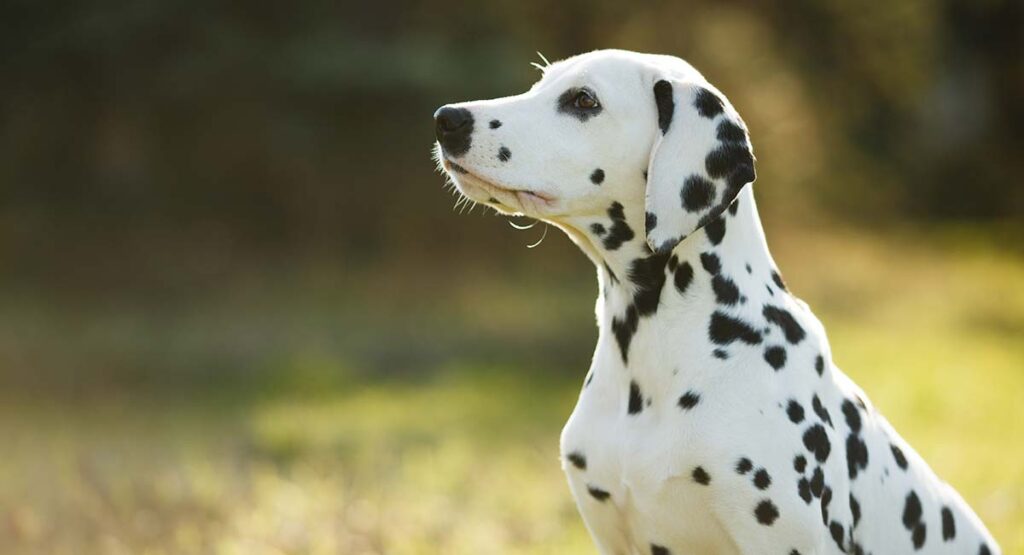 Dalmaçya Köpeği Hakkında Temel Bilgiler