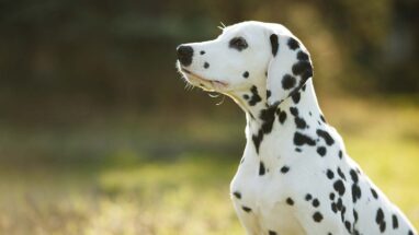 Dalmaçya Köpeği Hakkında Temel Bilgiler
