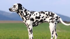 Dalmaçyalı Köpek Irkı Bakımı Nasıl Olmalı?