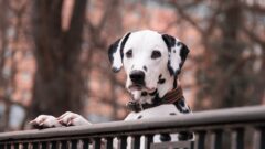 Dalmaçyalı Köpek Özellikleri ve Bakımı
