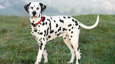 Dalmatian Köpek (Dalmaçyalı) Irkı Özellikleri, Bakımı ve Beslenme