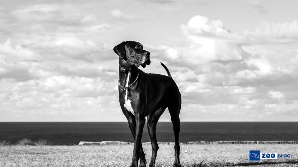 Danua Köpek Karakteri ve Özellikleri