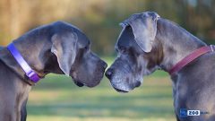 Danua Köpek Karakteri ve Özellikleri