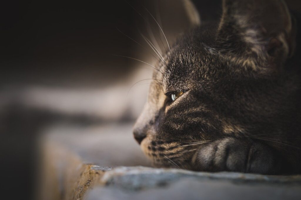 Değişik Kedi İsimleri 2024