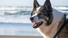 Değişik Köpek İsimleri 2024