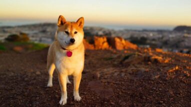 Köpek Aşıları Hakkında Önemli Bilgiler