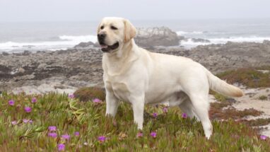 Labrador Özellikleri Nelerdir?