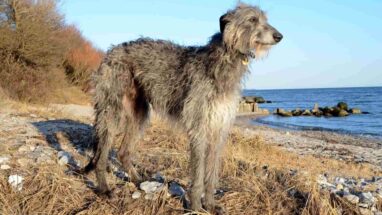 Scottish Deerhound (İskoç Geyik Tazısı) Köpek Irkı Tüm Özellikleri, Genel Bakım ve Sağlık Tüyoları