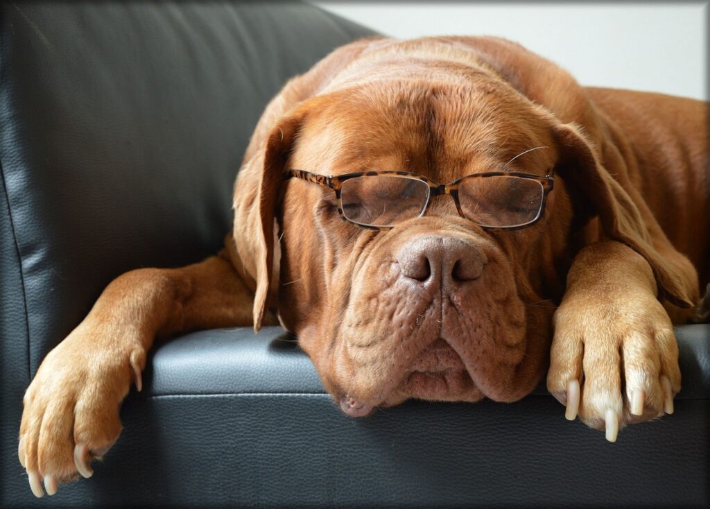 8 Maddede Dev Köpek Cinsleri