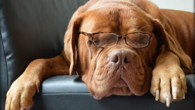 8 Maddede Dev Köpek Cinsleri