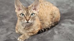 Devon Rex Kedi Irkı Bakımı Nasıl Olmalı?