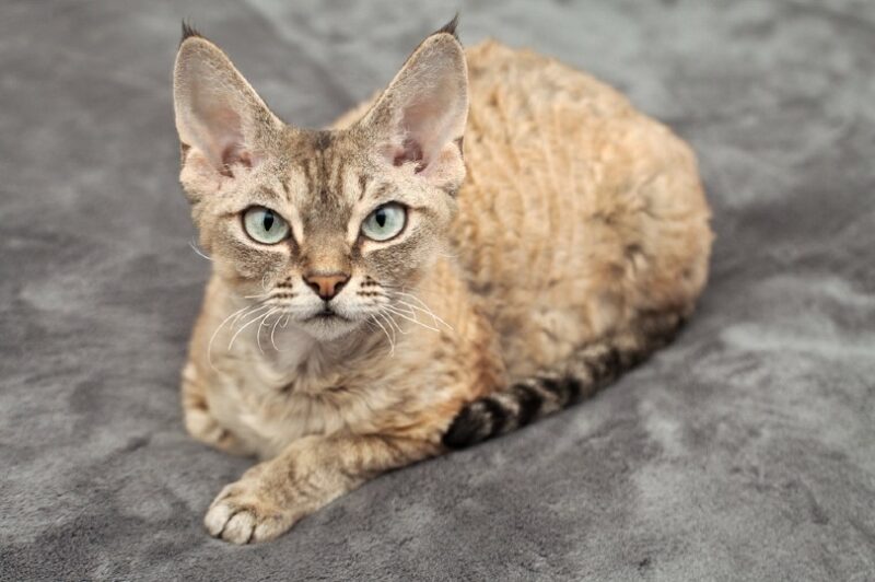 Devon Rex Kedi Irkı Bakımı