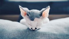 Devon Rex Kedi Irkı Özellikleri ve Bakımı