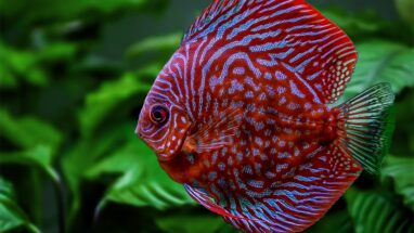 Discus Balığı Özellikleri ve Bakımı