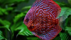 Discus Beslemek: Bakımı, Yem İhtiyacı, Sağlığı