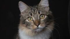Dişi Kedi Kısırlaştırma Sonrası Bakım Nasıl Olmalı?