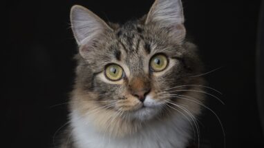 Dişi Kedi Kısırlaştırma Sonrası Bakım Nasıl Olmalı?