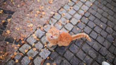 Dişi ve Erkek Kedi Arasındaki Farklar Nelerdir?