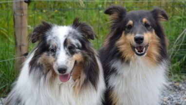 Köpekler Adet Görür mü? Köpekler Adet Döneminde Acı Çeker mi? Bakımları Nasıl Yapılmalıdır?