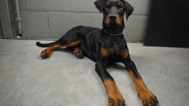 Doberman Köpek Irkı Hakkında Bilgiler