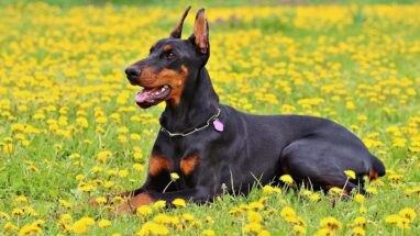 Doberman Irk Özellikleri