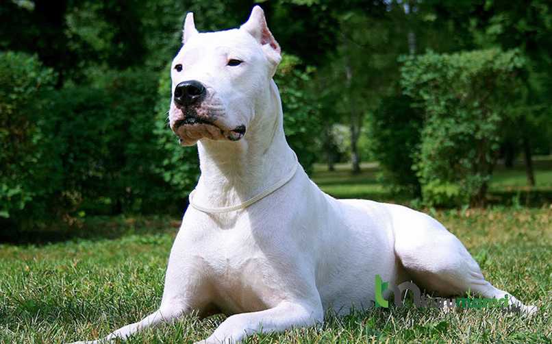 Dogo Argentino Köpek Irkı Bakımı 