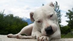 Dogo Argentino Nasıl Bir Köpektir?