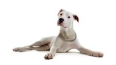 Dogo Arjantin (Dogo Argentino) Irkı, Karakter Yapısı ve Tüm Özellikleri
