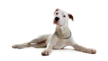 Dogo Arjantin (Dogo Argentino) Irkı, Karakter Yapısı ve Tüm Özellikleri