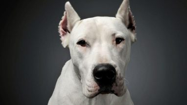 Dogo Cinsi Köpek Bakımı Nasıl Olmalı?