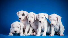 Dogo Köpek Özellikleri ve Bakımı