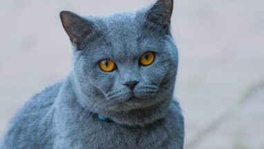 8 Maddede Dünyaca Ünlü Kedi Türleri