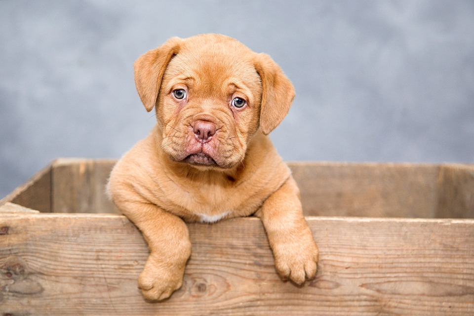10 Maddede Dünyaca Ünlü Köpek Türleri