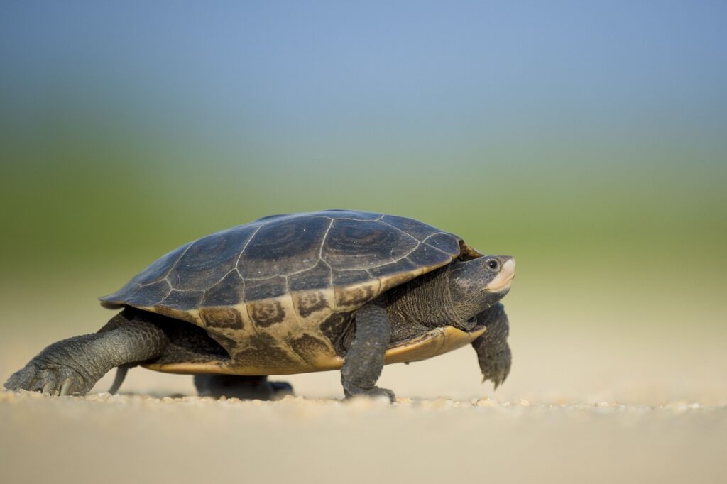 Dünyanın En Büyük Kaplumbağaları Hangileri?