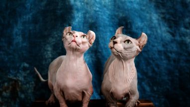 Dwelf Kedi Özellikleri ve Bakımı