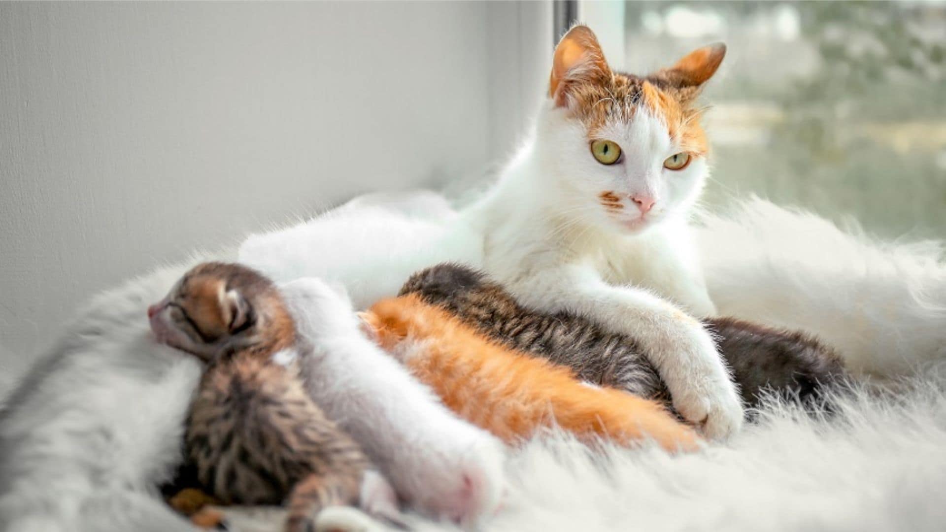 Kedilerin Doğum Süresi Hakkında Bilinmesi ve Yapılması Gerekenler Zoo