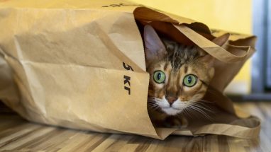 7 Maddede En Akıllı Kedi Cinsleri
