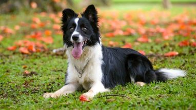 10 Maddede En Akıllı Köpek Irkı