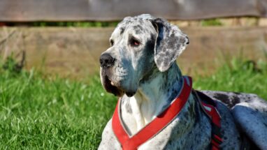7 Maddede En Büyük Köpek Irkları