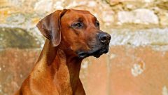 10 Maddede En Güçlü Köpek Cinsleri