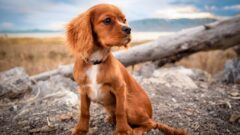 En Güzel Dişi Köpek İsimleri 2025