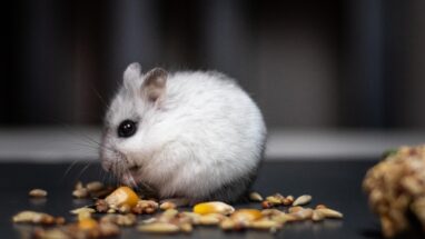 En Güzel Hamster İsimleri 2025