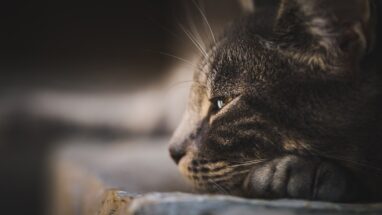 En Güzel Kedi İsimleri 2025