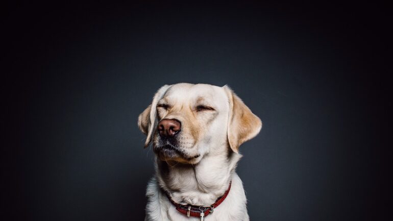 En Güzel Köpek İsimleri 2025