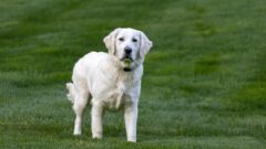 8 Maddede En İyi Av Köpekleri