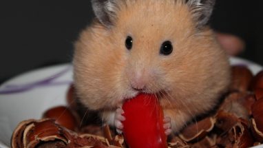 En İyi Hamster Yemleri Hangileridir?