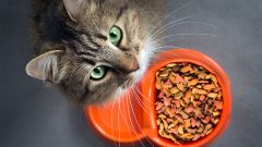 6 Maddede En İyi Kedi Mamaları