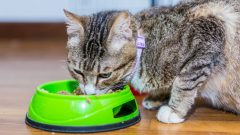 10 Maddede En İyi Kedi Maması Markaları