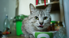 En İyi Kedi Maması Markası 2022